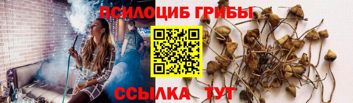 купить   Вход с VPN  Кашира  Псилоцибиновые грибы Magic Shrooms 